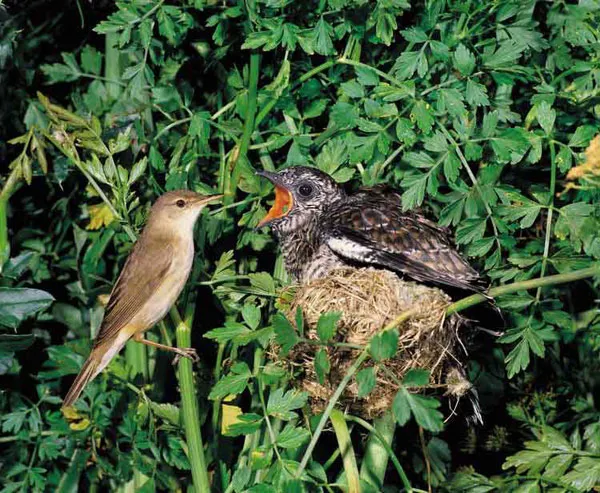 Adaptaciones en aves parásitas de cría generalistas y especialistas