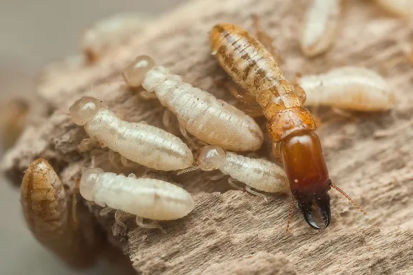 Insectos comedores de madera: ¿quiénes son? Estado y conservación