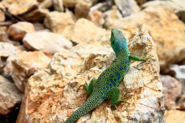 Reptiles ibéricos: biología, amenazas y conservación