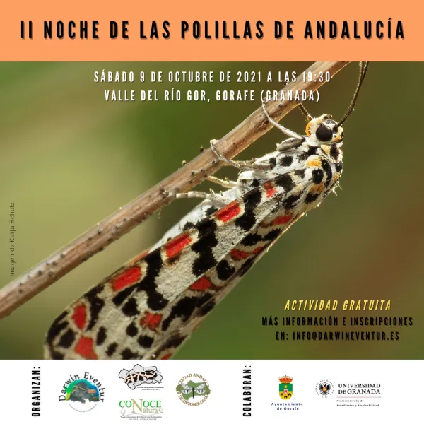 Evento gratuito "II Noche de las Polillas"