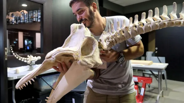 Del mar al museo: la muerte natural se convierte en una oportunidad para conocer más de los cetáceos