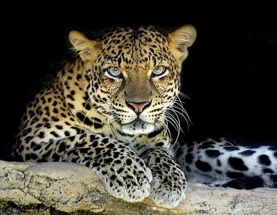 9ª semana temática de documentales: Animales Exóticos