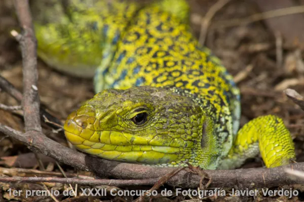 Fotografías premiadas del XXXII Concurso de Fotografía Javier Verdejo 2021