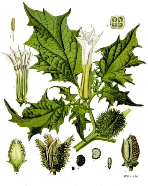 Genética Ecológica de Datura stramonium: interacción con herbívoros