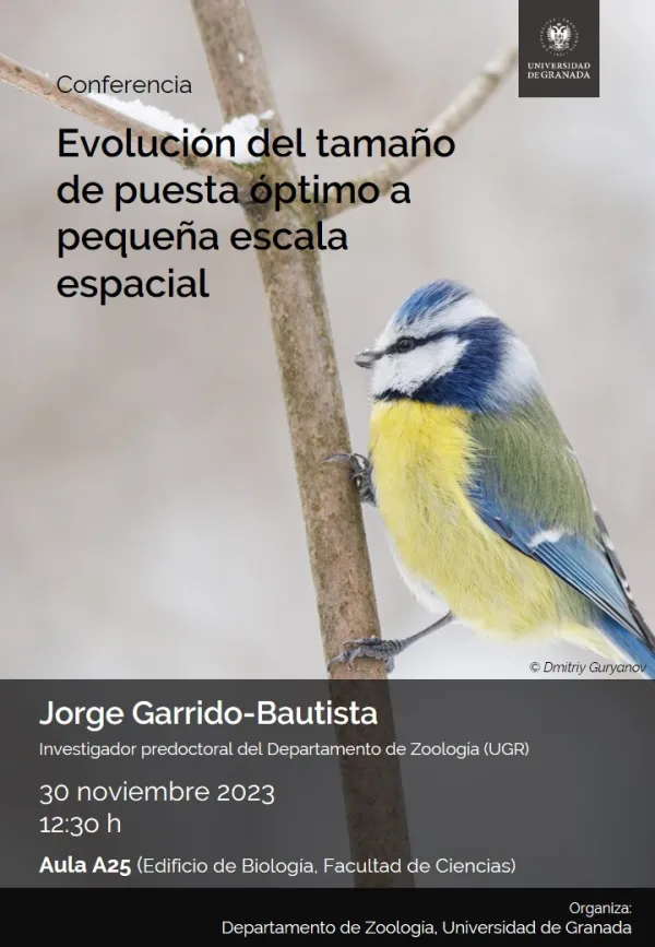 Evolución del tamaño de puesta óptimo a pequeña escala espacial
