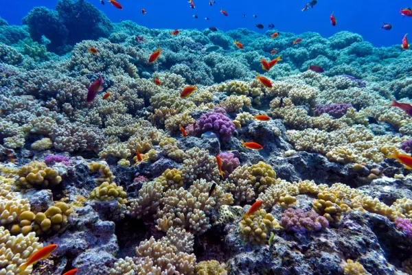 Impacto de la Acidificación del Océano sobre Invertebrados de la Costa de Chile
