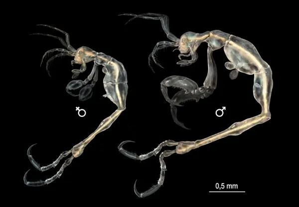 Crustáceos caprélidos: invertebrados marinos desconocidos
