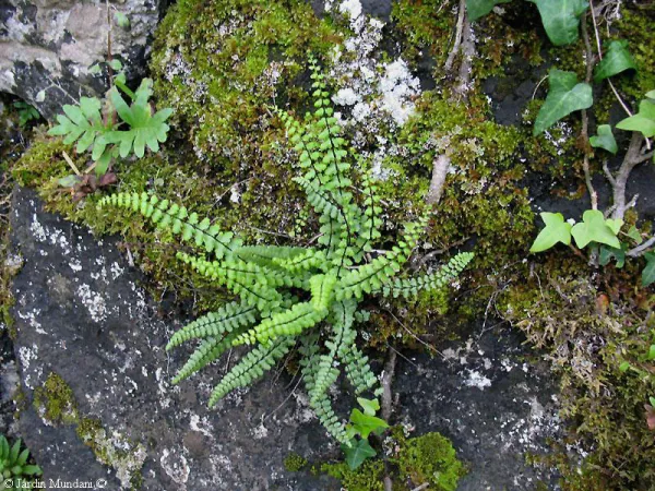 Náufragos en la roca: la diversidad vegetal sobre sustratos especiales
