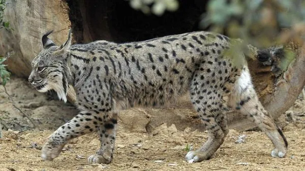 ¿Por qué conservar especies emblemáticas?