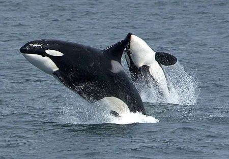 Conferencia: "Orcas, Atunes Rojos y Almadrabas, desde la antigüedad hasta nuestros días"